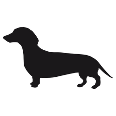 Dachshund